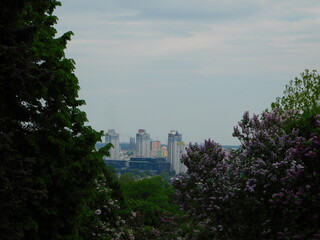 A bustling city in lilac and fir trees. Nature and man
