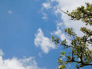 Tree branches stretch to the sky