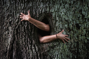 Person hugging a tree