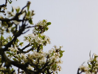Beautiful and flowering pear branches against a neutral blue sky
