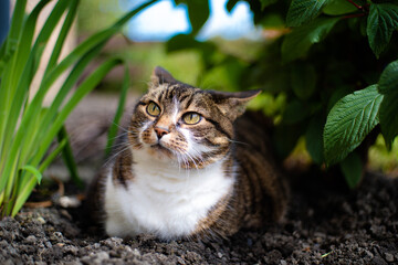 cat in the garden