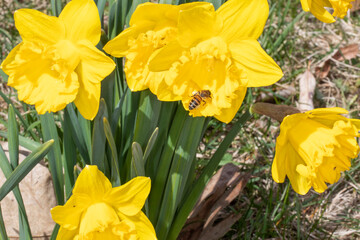 Obraz premium Daffodils with a bee feeding on pollen and nectar