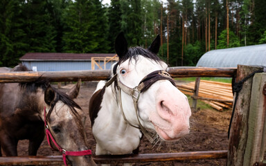 White horse pulls his nose