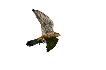 Fototapeta premium Common kestrel (Falco tinnunculus) 