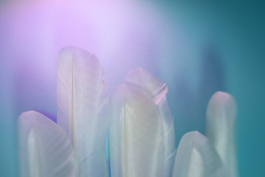 white feathers