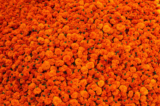 Tagetes flowers prepared For Diwali in the Hindu Temple