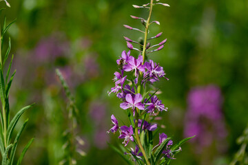 Summer natural backround: beautiful purple Ivan-tea flowers with flying wasp on a sunny green medow. Horizontal shot, close-up, copy space