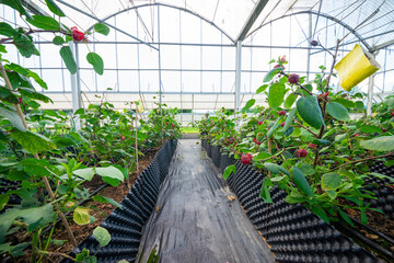 An agricultural nursery plant grown in a modern greenhouse.