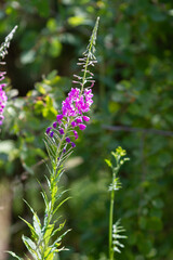 Summer natural backround: beautiful purple Ivan-tea flowers on a sunny green medow. Vertical shot