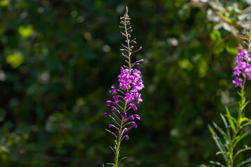 Summer natural: beautiful purple Ivan-tea flowers on a dark green grass backround. Horizontal shot. Copy space