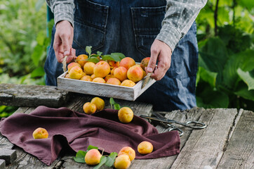 Delicious ripe apricots with leaves in a wooden box on the old dark table.