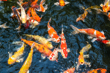 Colorful Koi fish swimming and open mouth waiting for food in a pond can be use to background, wallpaper, screensaver, copy-space, add-text, Japan Traditional Art is concept.