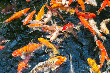 Naklejka na ściany i meble Colorful Koi fish swimming and open mouth waiting for food in a pond can be use to background, wallpaper, screensaver, copy-space, add-text, Japan Traditional Art is concept.