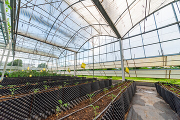 Agricultural plants grown in a modern greenhouse.