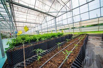 Agricultural plants grown in a modern greenhouse.