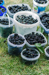 Organic Red mulberry . Mulberry fruit in summertime. Fresh Mulberry. healthy mulberry fruit.