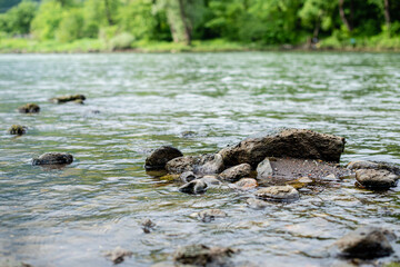 River in the Forest close up photo