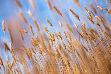 Fototapeta premium yellow dry ears of wheat against the blue sky on a sunny day, blurred focus