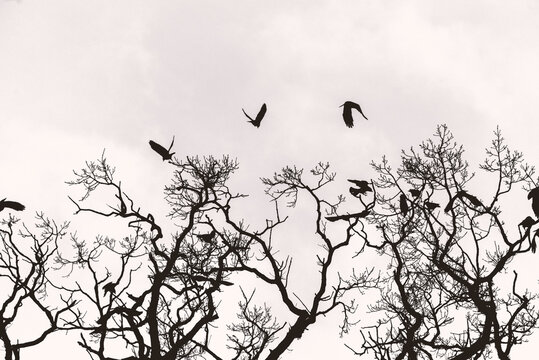 Silhouette of Crows flying over trees