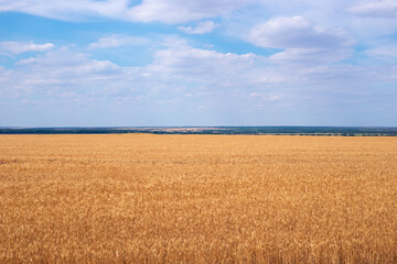 Russian field with ripened wheat, golden agriculture and blue sky, horizon nature