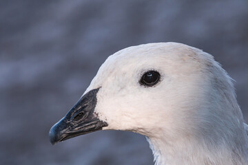 Male of Upland Goose (Chloephaga picta) in Ushuaia area, Land of Fire (Tierra del Fuego), Argentina