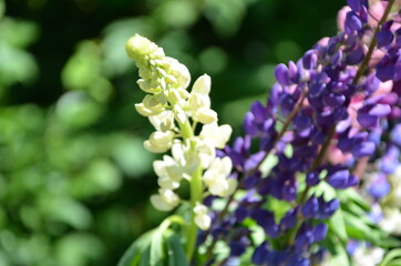 close-up of purple lupine flowers.Summer field of flowers in nature with a blurred background.selective focus. Lilac violet Lupinus