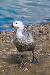 Male of Upland Goose (Chloephaga picta) in Ushuaia area, Land of Fire (Tierra del Fuego), Argentina