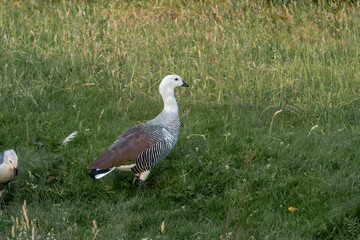 Fototapeta premium Male of Upland Goose (Chloephaga picta) in Ushuaia area, Land of Fire (Tierra del Fuego), Argentina