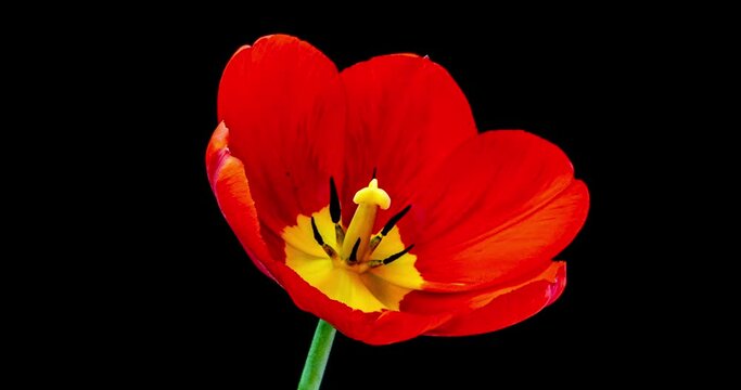 Red tulip opening time lapse on black background, alpha channel.