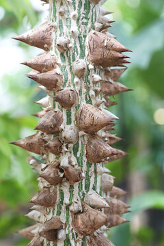 Kapok tree