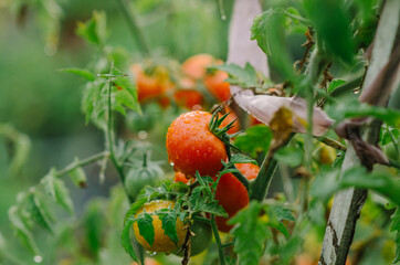 Cherry Tomatoes in a Garden