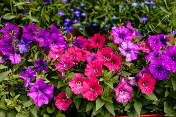 bright flower bed with petunia and lobelia flowers