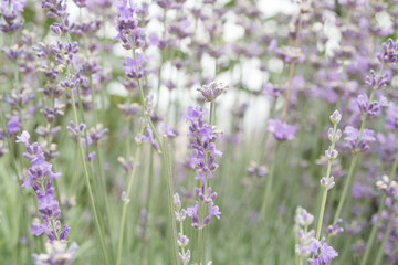 Purple blurry lavender flowers closeup. A closeup. Flower texture.