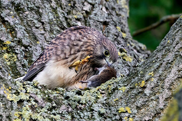 Common kestrel (Falco tinnunculus) Juvenile