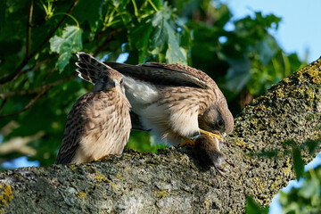Common kestrel (Falco tinnunculus) Juvenile