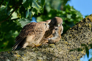 Common kestrel (Falco tinnunculus) Juvenile