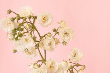 A branch of white small roses on a pink background.