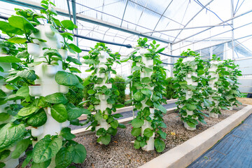 Agricultural plants grown in a modern greenhouse.
