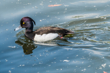 Tufted Duck (Aythya fuligula) drake on lake