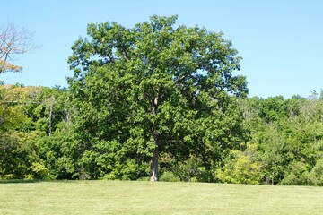 The tall tree on the hilltop landscape on a sunny day.
