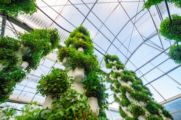 Agricultural plants grown in a modern greenhouse.