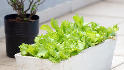 Alface produzida em horta de apartamento