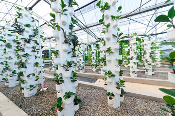 Agricultural plants grown in a modern greenhouse.
