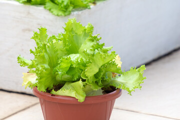Alface produzida em horta de apartamento