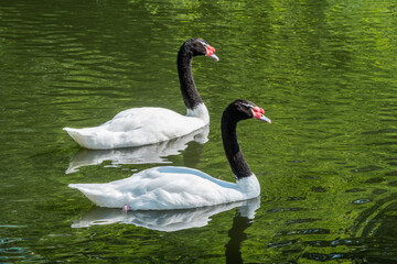 Obraz premium Black-necked Swan (Cygnus melancoryphus) on pond in park