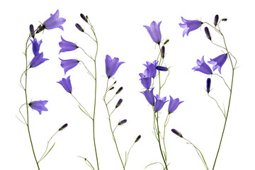 blue bell flowers