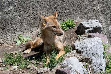 Fototapeta premium Close up of Golden Jackal Canis Aureus