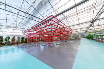 Soilless crops grown in red pipes in modern greenhouses.
