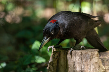 Close up of Black woodpecker (Dryocopus martius)