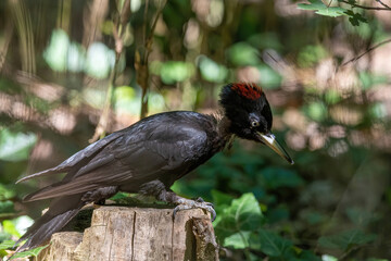 Close up of Black woodpecker (Dryocopus martius)